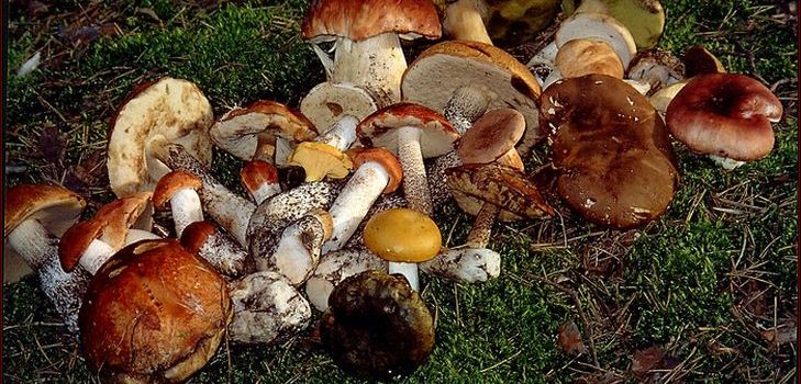 La receta para la sopa de hongos secos, sus propiedades útiles