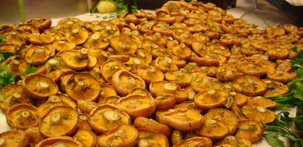 Rozhiki para el invierno - recetas para congelar, conservar en vinagre Rozhiki para el invierno - recetas para congelar, conservar en vinagre