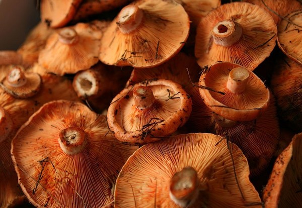 Rozhiki para el invierno - recetas para congelar, conservar en vinagre