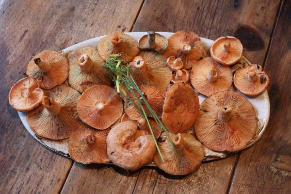 Rozhiki para el invierno - recetas para congelar, conservar en vinagre