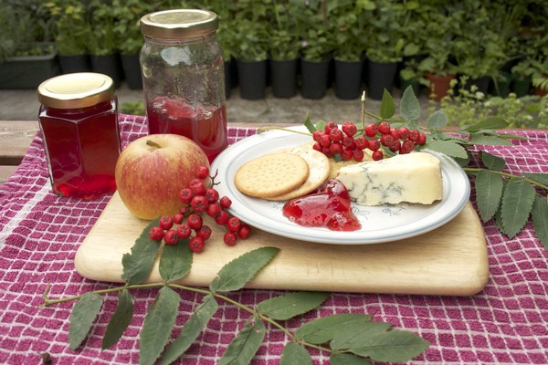 Rowan para el invierno: recetas de palanquilla del chokeberry rojo y negro habitual