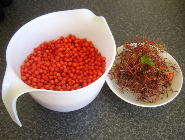 Rowan para el invierno: recetas de palanquilla del chokeberry rojo y negro habitual