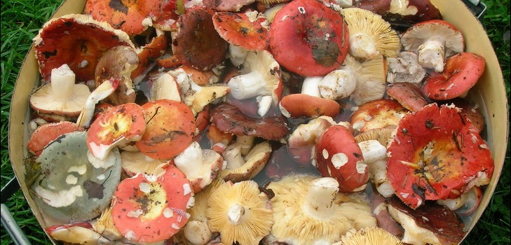 Centeno: recetas de cocina simples y deliciosas