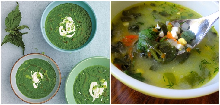 Sopa verde de acedera