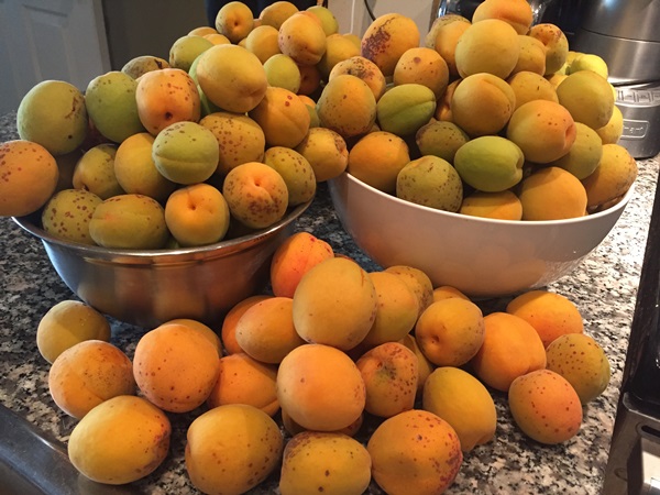 Mermelada de albaricoque - receta real