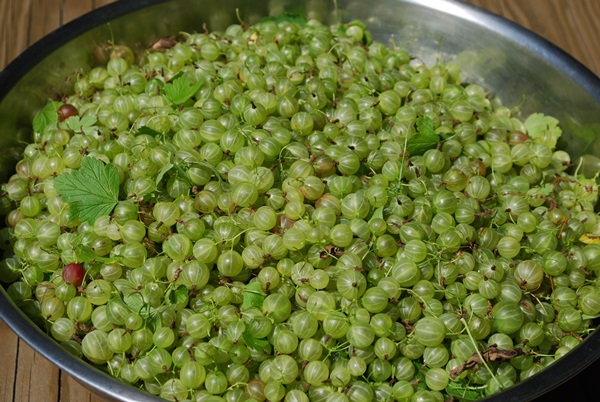 Recetas de mermelada de grosellas