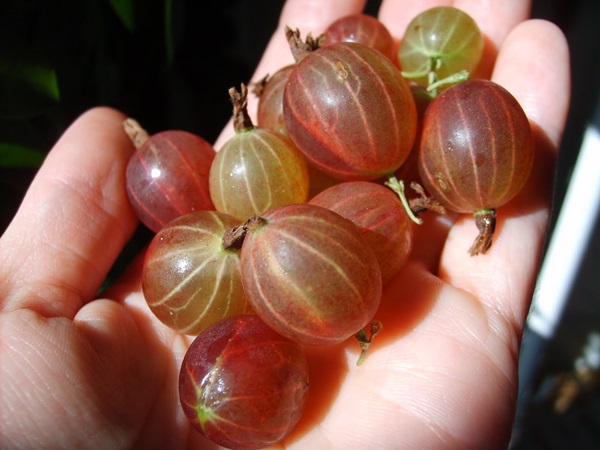Recetas de mermelada de grosellas