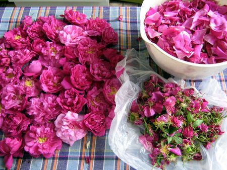 Atasco de los pétalos de rosas Atasco de los pétalos de rosas
