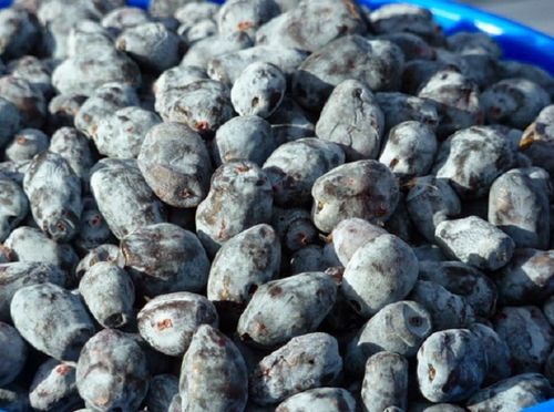 Cómo preparar mermelada de madreselva