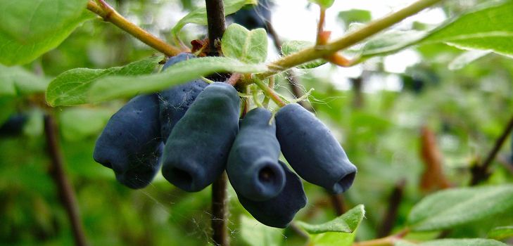 Cómo preparar mermelada de madreselva