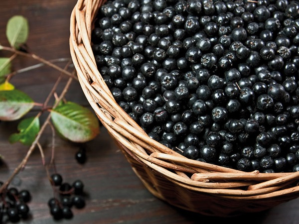 Vino casero de chokeberry