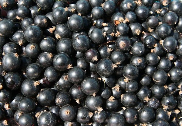 Vino de la grosella en el hogar: negro, blanco, rojo, sin levadura y con ellos. Recetas sencillas y tradicionales de vino de casa color grosella