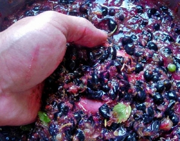 Vino de la grosella en el hogar: negro, blanco, rojo, sin levadura y con ellos. Recetas sencillas y tradicionales de vino de casa color grosella