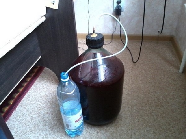 Vino de la grosella en el hogar: negro, blanco, rojo, sin levadura y con ellos. Recetas sencillas y tradicionales de vino de casa color grosella