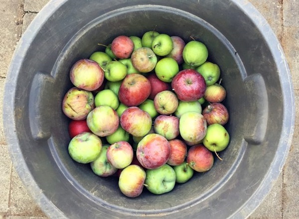 Vino casero de manzanas