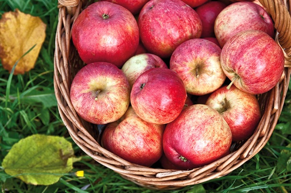 Vino casero de manzanas