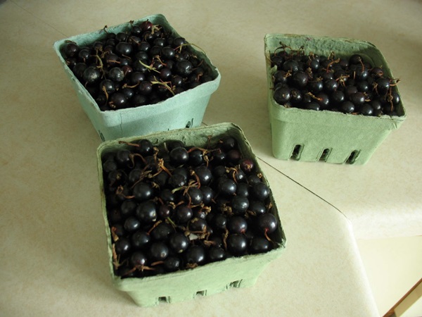 Deliciosa gelatina de grosella negra - recetas