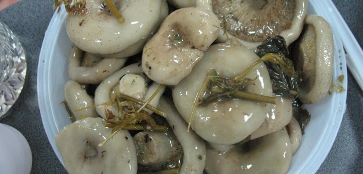 Cosecha de setas para el invierno