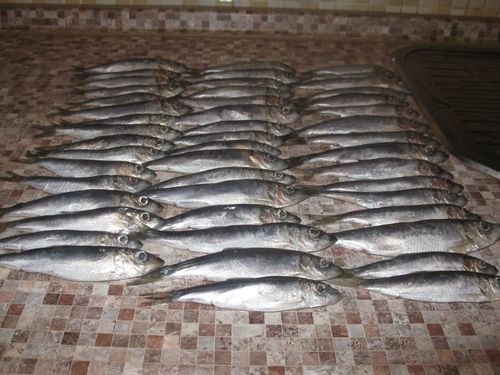 Pescado enlatado casero