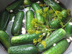 Cosecha de pepinos para el invierno