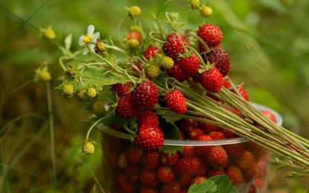 Mermelada de fresa es un remedio para los resfriados