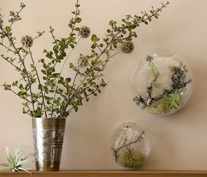 Florarium: la decoración original de tu interior