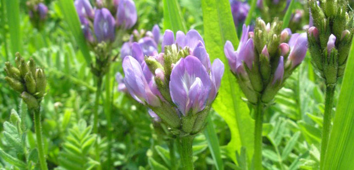 Astragalus: propiedades terapéuticas, fotografía, aplicación