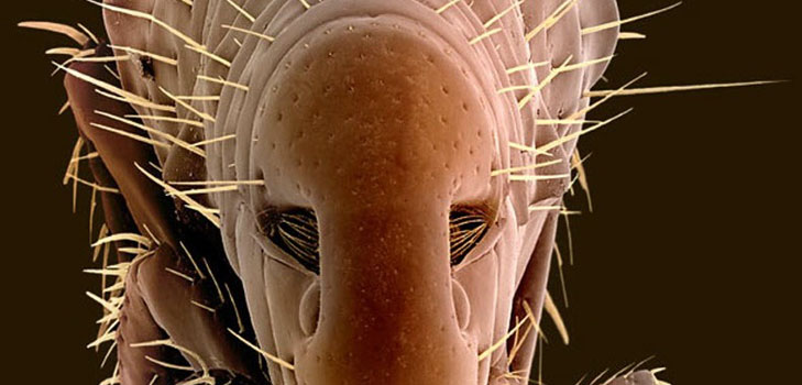 Las pulgas en los humanos: estén atentos