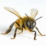 Qué hacer después de las picaduras de insectos