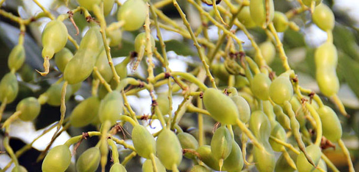 ¿Qué es la Sophora japonesa? Sus propiedades medicinales y aplicación