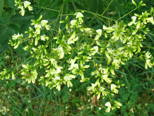 ¿Qué es la Sophora japonesa? Sus propiedades medicinales y aplicación