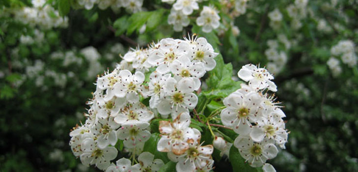 Flores de espino: propiedades medicinales, aplicación en medicina popular