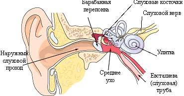 ¿Cómo tratar la otitis en el hogar?