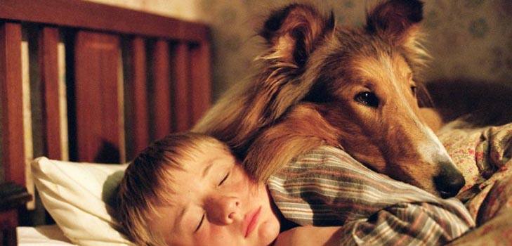 ¿Qué enfermedades de perros son peligrosas para los humanos?