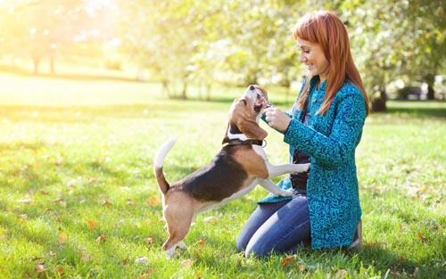 ¿Qué enfermedades de perros son peligrosas para los humanos?