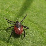 Tilde borreliosis Tilde borreliosis