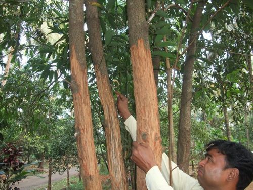 Las propiedades curativas de la canela