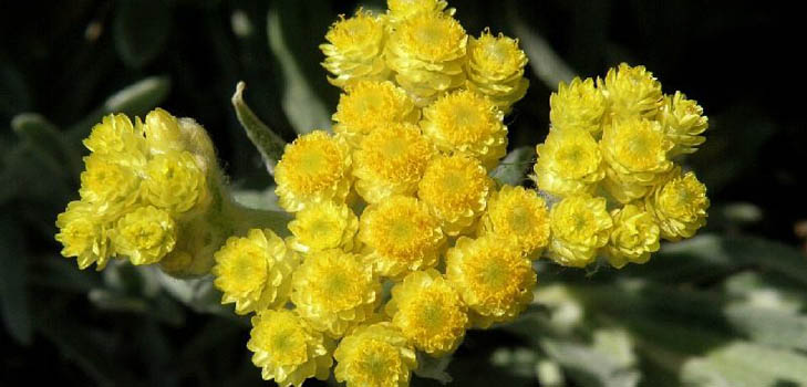 Propiedades terapéuticas y aplicación de immortelle (con foto)