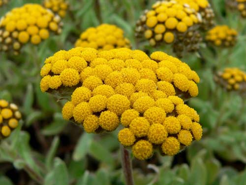 Propiedades terapéuticas y aplicación de immortelle (con foto)