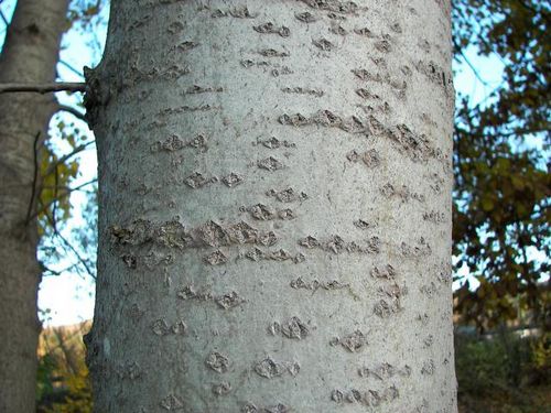 Las propiedades curativas de la corteza de aspen
