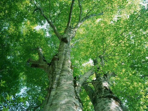 Las propiedades curativas de la corteza de aspen