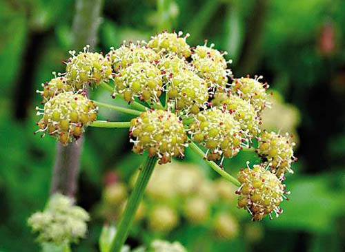 Lubistok: propiedades medicinales, fotos, recetas