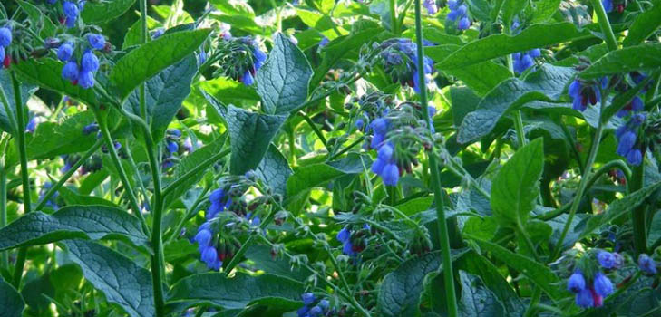 Comfrey officinalis: aplicación y propiedades medicinales de la consuelda