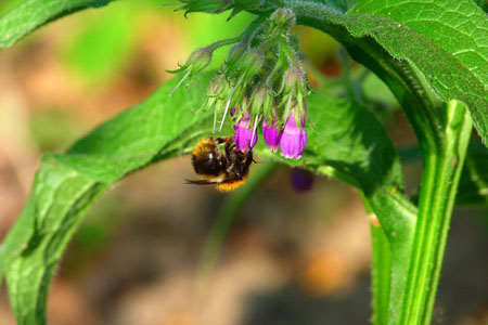Comfrey officinalis: aplicación y propiedades medicinales de la consuelda