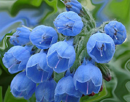 Comfrey officinalis: aplicación y propiedades medicinales de la consuelda
