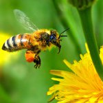 Primeros auxilios con una picadura de abeja