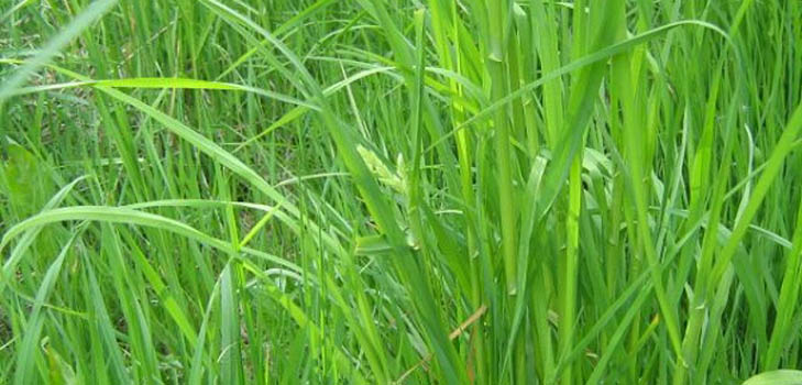 Propiedades útiles del pasto de trigo. Recetas de medicina tradicional