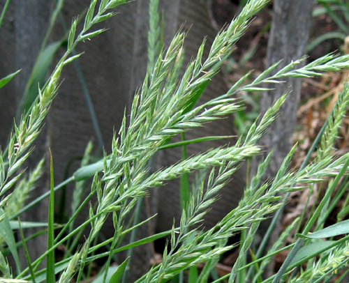 Propiedades útiles del pasto de trigo. Recetas de medicina tradicional
