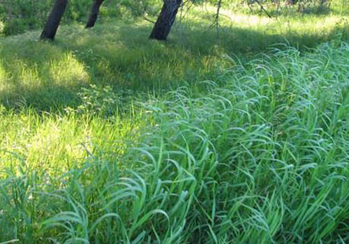 Propiedades útiles del pasto de trigo. Recetas de medicina tradicional