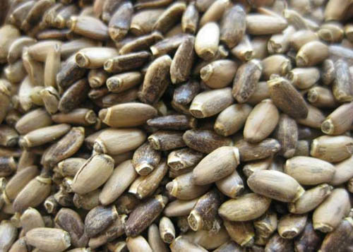 Propiedades útiles de cardo de leche; aplicación de cardo mariano para bajar de peso